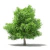 Mango Tree 3D Model 4.8m (10549) - Image 3