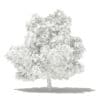 Mango Tree 3D Model 4.8m (10549) - Image 4