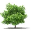Mango Tree 3D Model 4.8m (10549) - Image 5