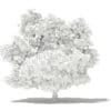 Mango Tree 3D Model 4.8m (10549) - Image 6