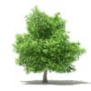 Mango Tree 3D Model 4.8m (10549) - Image 7