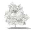 Mango Tree 3D Model 4.8m (10549) - Image 8