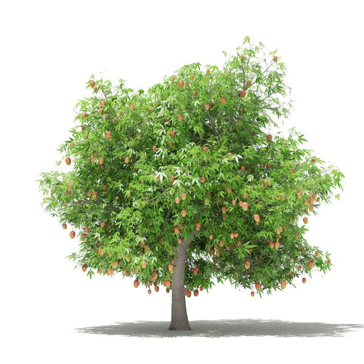 Mango Tree with Fruits 3D Model 4.8m (10550)