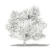 Mango Tree with Fruits 3D Model 4.8m (10550) - Image 2