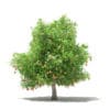Mango Tree with Fruits 3D Model 4.8m (10550) - Image 3