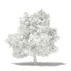 Mango Tree with Fruits 3D Model 4.8m (10550) - Image 4