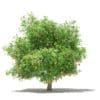 Mango Tree with Fruits 3D Model 4.8m (10550) - Image 5
