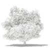 Mango Tree with Fruits 3D Model 4.8m (10550) - Image 6