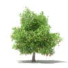 Mango Tree with Fruits 3D Model 4.8m (10550) - Image 7