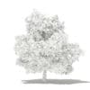 Mango Tree with Fruits 3D Model 4.8m (10550) - Image 8