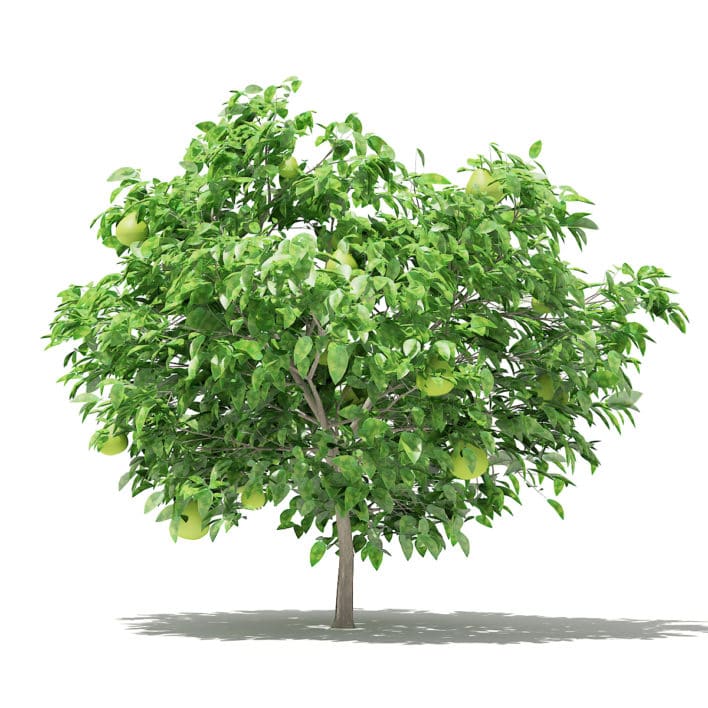 Pomelo Tree with Fruits 3D Model 1.7m (10552)