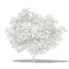 Pomelo Tree with Fruits 3D Model 1.7m (10552) - Image 2