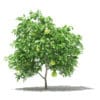 Pomelo Tree with Fruits 3D Model 1.7m (10552) - Image 3
