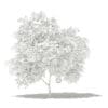 Pomelo Tree with Fruits 3D Model 1.7m (10552) - Image 4