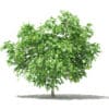 Pomelo Tree with Fruits 3D Model 1.7m (10552) - Image 5