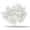 Pomelo Tree with Fruits 3D Model 1.7m (10552) - Image 6