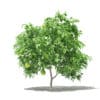 Pomelo Tree with Fruits 3D Model 1.7m (10552) - Image 7