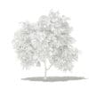 Pomelo Tree with Fruits 3D Model 1.7m (10552) - Image 8