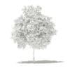 Pomelo Tree 3D Model 2.6m (10553) - Image 2