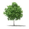 Pomelo Tree 3D Model 2.6m (10553) - Image 3