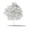 Pomelo Tree 3D Model 2.6m (10553) - Image 4