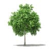 Pomelo Tree 3D Model 2.6m (10553) - Image 5