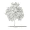 Pomelo Tree 3D Model 2.6m (10553) - Image 6