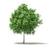 Pomelo Tree 3D Model 2.6m (10553) - Image 7