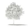 Pomelo Tree 3D Model 2.6m (10553) - Image 8