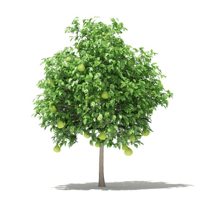Pomelo Tree with Fruits 3D Model 2.6m (10554)