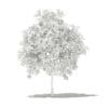 Pomelo Tree with Fruits 3D Model 2.6m (10554) - Image 2
