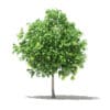 Pomelo Tree with Fruits 3D Model 2.6m (10554) - Image 3