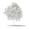Pomelo Tree with Fruits 3D Model 2.6m (10554) - Image 4