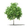 Pomelo Tree with Fruits 3D Model 2.6m (10554) - Image 5