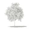 Pomelo Tree with Fruits 3D Model 2.6m (10554) - Image 6
