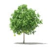 Pomelo Tree with Fruits 3D Model 2.6m (10554) - Image 7