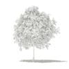 Pomelo Tree with Fruits 3D Model 2.6m (10554) - Image 8