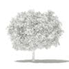 Pomelo Tree 3D Model 3.6m (10555) - Image 2