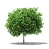 Pomelo Tree 3D Model 3.6m (10555) - Image 3