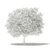 Pomelo Tree 3D Model 3.6m (10555) - Image 4
