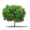 Pomelo Tree 3D Model 3.6m (10555) - Image 5