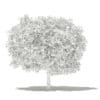 Pomelo Tree 3D Model 3.6m (10555) - Image 6