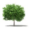 Pomelo Tree 3D Model 3.6m (10555) - Image 7