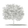 Pomelo Tree 3D Model 3.6m (10555) - Image 8
