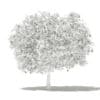 Pomelo Tree with Fruits 3D Model 3.6m (10556) - Image 2