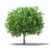 Pomelo Tree with Fruits 3D Model 3.6m (10556) - Image 3