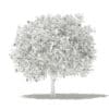 Pomelo Tree with Fruits 3D Model 3.6m (10556) - Image 4