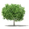 Pomelo Tree with Fruits 3D Model 3.6m (10556) - Image 5