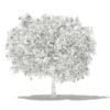 Pomelo Tree with Fruits 3D Model 3.6m (10556) - Image 6