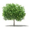 Pomelo Tree with Fruits 3D Model 3.6m (10556) - Image 7